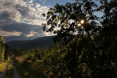 Trees on landscape against sky