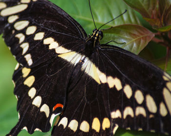 Butterfly on leaf