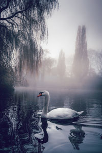 Swan swimming in a lake