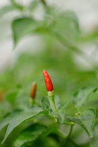 Close-up of red chili peppers on plant