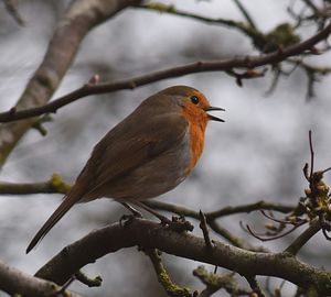 Close-up of bird perching on branch