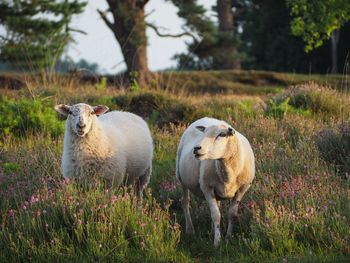 Sheep on field