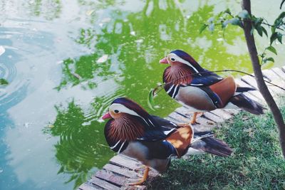 Two birds in a lake