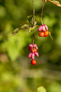 Close-up of berries growing on tree