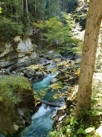 Stream flowing through rocks in forest