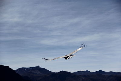 Low angle view of condor flying against sky