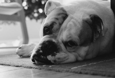 Close-up of dog looking away