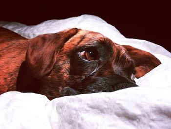 Close-up of a dog