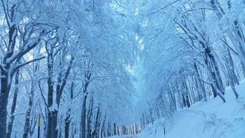 Snow covered trees at forest