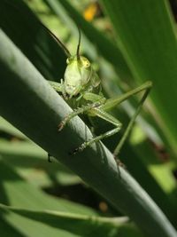 Close-up of insect on leaf