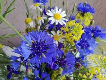 Close-up of purple flowering plants