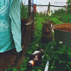 Plants growing in backyard