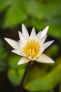 Close-up of white water lily