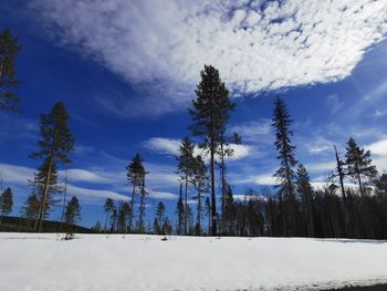 Trees on snow covered land against sky