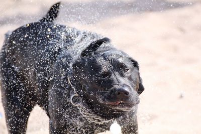 Close-up of a wet dog shaking water