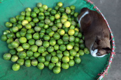 View of green limes in container by cat