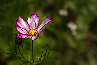 Close-up of purple flower