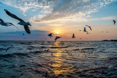 Seagulls flying over sea during sunset