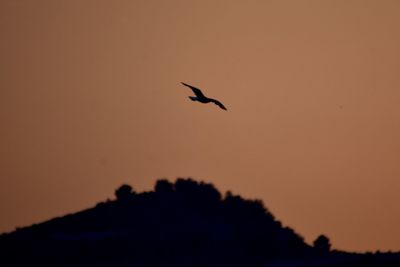 Silhouette bird flying against clear sky during sunset