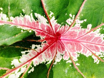 Close-up of red leaves on plant
