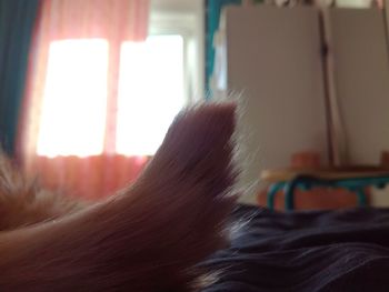 Close-up of a cat on bed at home