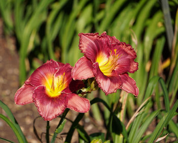 plant