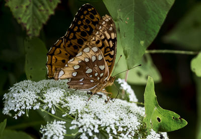 Close-up of butterfly pollinating flower