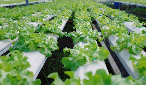 Plants growing in greenhouse