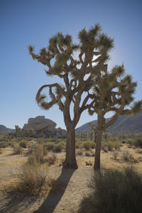 Tree on landscape against clear sky