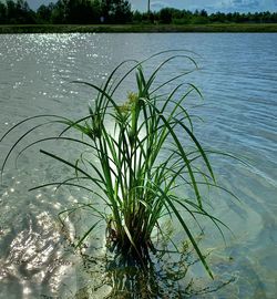 High angle view of grass by lake