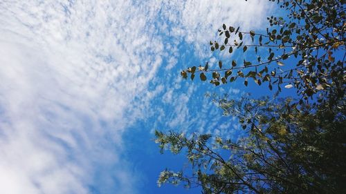 Low angle view of tree against sky