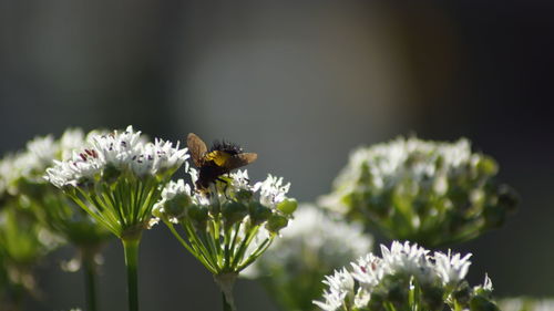 Close-up of bee on flower