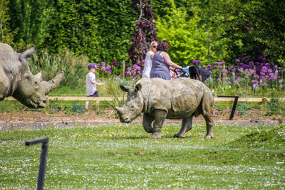 Man riding horse in park