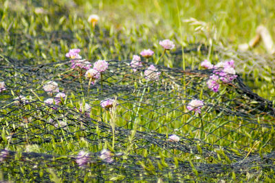 Flowers blooming in field