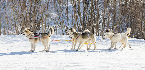 Siberian husky in harness ready to start