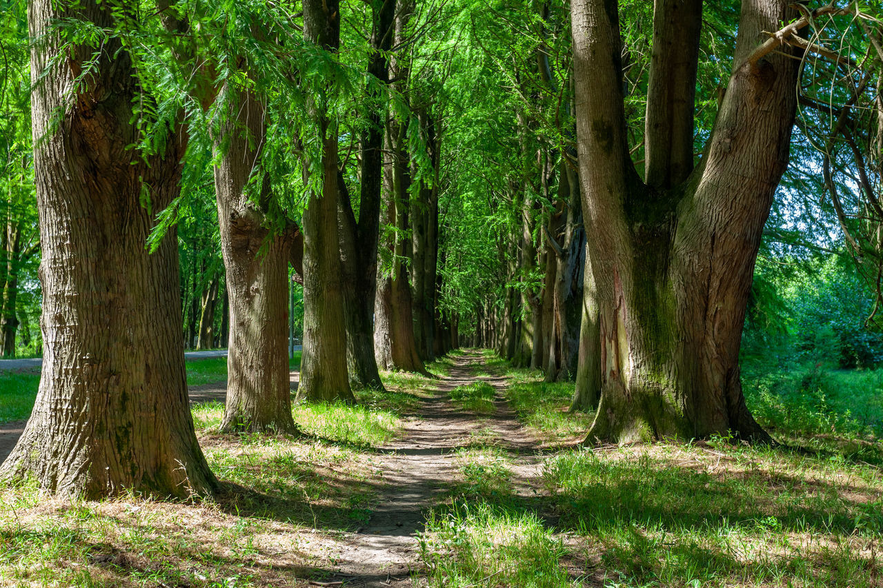 TREES GROWING IN FOREST