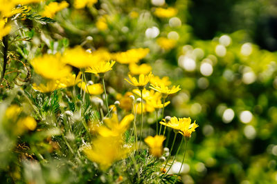 Close-up of yellow flowering plant on field