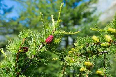 Close-up of plant growing on tree