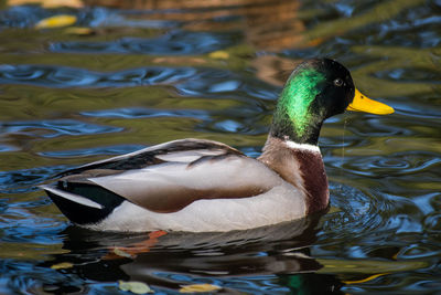 Close-up of mallard duck swimming in lake