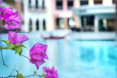 Close-up of pink flowering plant by swimming pool
