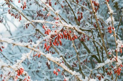 Close-up of frozen tree