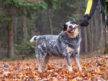 Dog on street during autumn