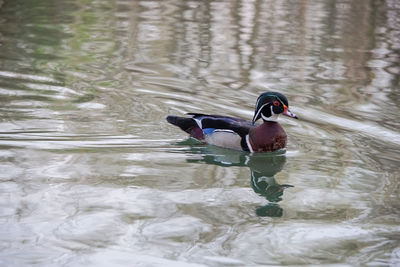 Close-up of bird in water