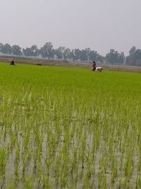 Scenic view of agricultural field against sky