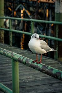 Close-up of seagull perching on railing