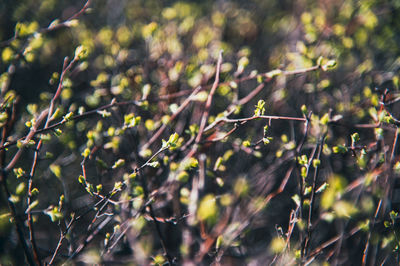 nature