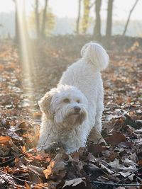 Close-up of dog on field during autumn