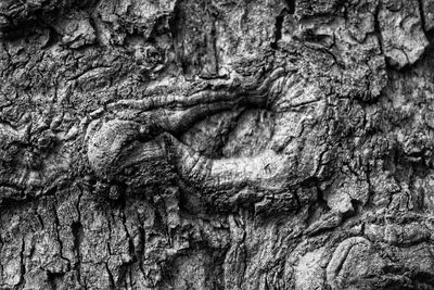 Full frame shot of tree trunk
