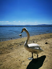 View of bird on beach