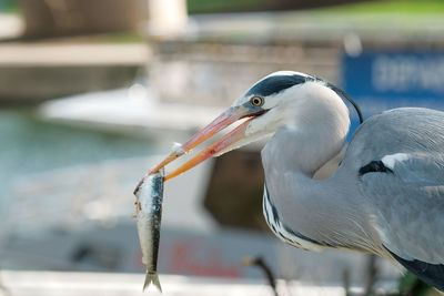 Close-up of a bird